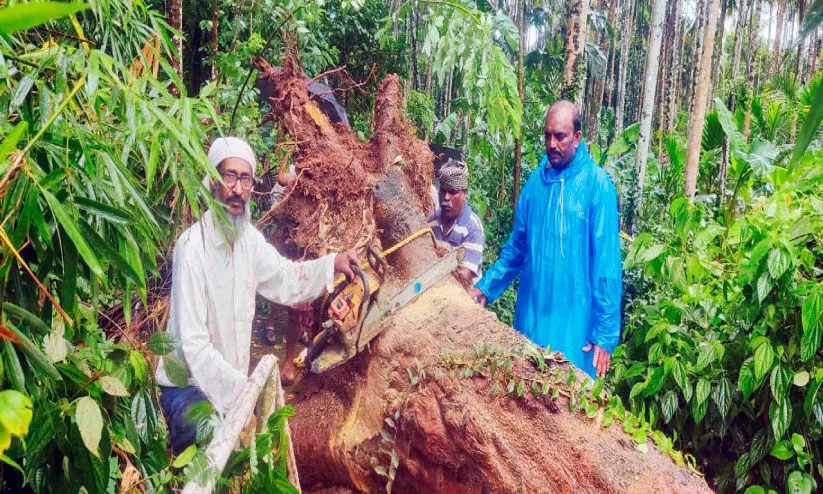 കാറ്റിലും മഴയിലും വ്യാപകനാശം