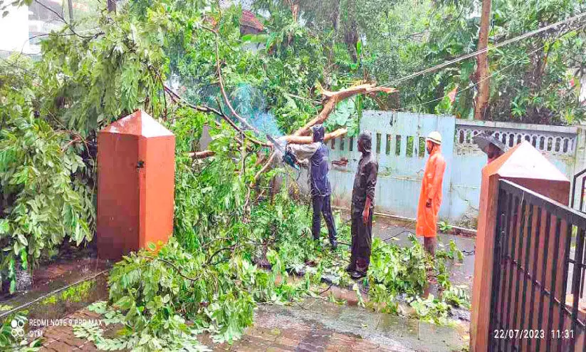 കനത്ത മഴയും കാറ്റും; മരങ്ങൾ പൊട്ടിവീണു കനത്ത മഴയും കാറ്റും; മരങ്ങൾ പൊട്ടിവീണു