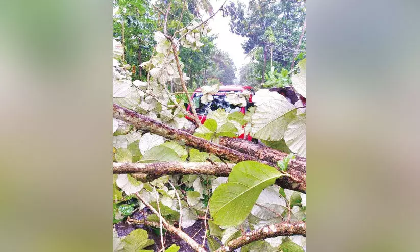 കാറ്റും മഴയും; വാഹനത്തിന് മുകളിൽ മരം വീണു