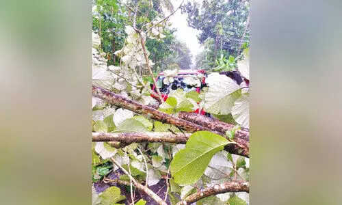 കാറ്റും മഴയും; വാഹനത്തിന് മുകളിൽ മരം വീണു