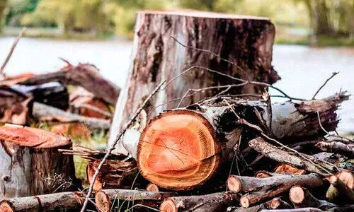 അപകട ഭീഷണി; ഇടുക്കി ജില്ലയിൽ 139 മരങ്ങൾ മുറിച്ചു