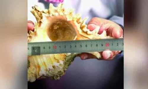 സ​മു​ദ്ര ജൈ​വ​വൈ​വി​ധ്യ​ത്തി​ലേ​ക്ക് സൂ​ച​ന ന​ൽ​കി അ​പൂ​ർ​വ ക​ട​ൽ ഒ​ച്ചി​ന്റെ പു​റ​ന്തോ​ട്