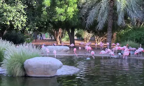 അ​ൽ​ഐ​ൻ മൃ​ഗ​ശാ​ല: നി​ത്യ ഹ​രി​ത വൃ​ക്ഷ​ങ്ങ​ളു​ടെ സം​ര​ക്ഷ​ക​ർ