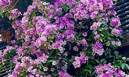 ഗാർളിക്​ വൈൻ