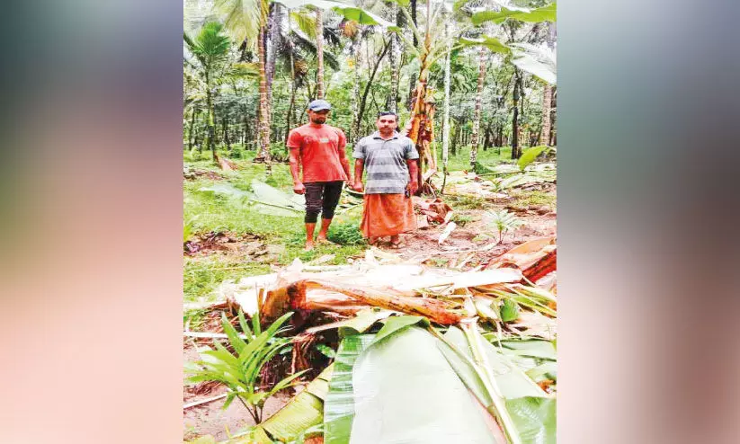 ചാലിയാറിൽ കാട്ടാനയുടെ പരാക്രമം തുടരുന്നു