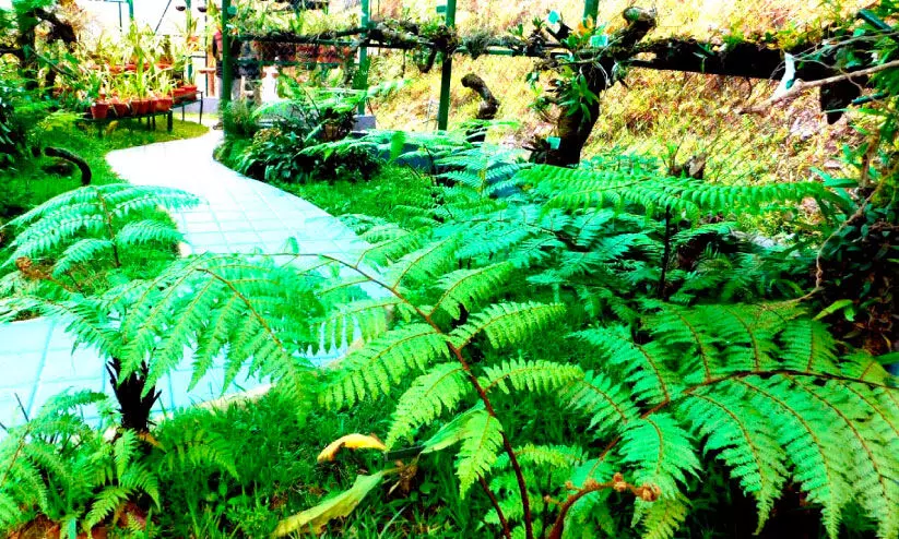 രാജമലയിലൊരുങ്ങുന്നു പന്നൽ ഉദ്യാനം