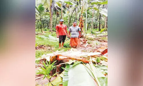 ചാലിയാറിൽ കാട്ടാനയുടെ പരാക്രമം തുടരുന്നു