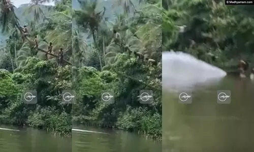പുഴയിൽ ചാടാന്‍ ചാഞ്ഞുകിടന്ന തെങ്ങില്‍ കയറി; ആദ്യം ചാടി തെങ്ങ്, വൈറലായി യുവാക്കളുടെ ‘വീഴ്ച’ -Video