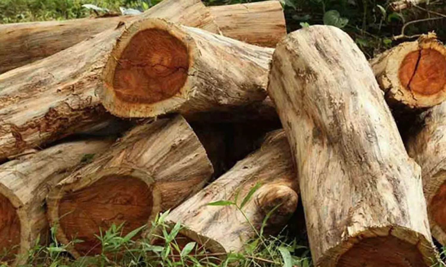 മുട്ടിൽ മരം മുറി: കേസ് അട്ടിമറിക്കാൻ റവന്യൂ-വനം വകുപ്പുകൾ ഒത്താശ ചെയ്യുന്നുവെന്ന് ആക്ഷേപം