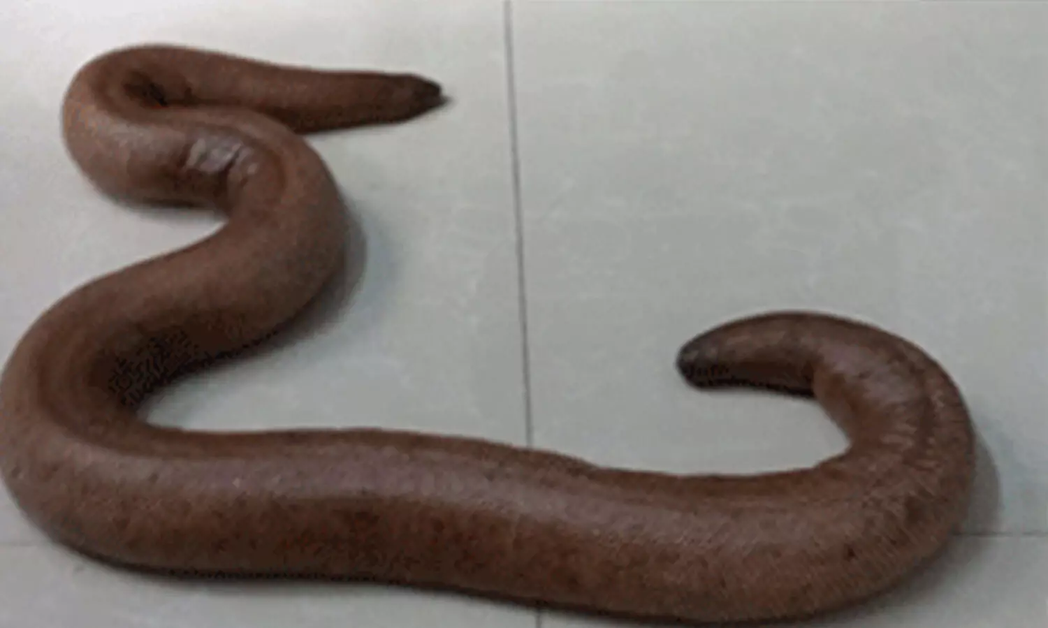 ഇരുതലമൂരിയെ വൻ വിലക്ക്​ വിൽക്കുന്നതിനിടെ രണ്ടുപേർ പിടിയിൽ; നാലുപേർ ഓടി രക്ഷപ്പെട്ടു