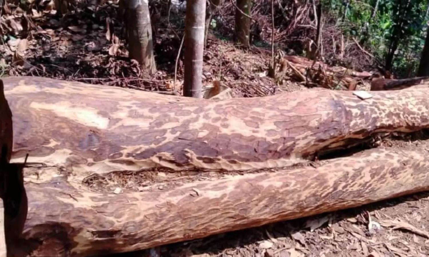 മുട്ടില്‍ മരം മുറി: റവന്യു വകുപ്പിന്റെ ഭാഗത്ത് വീഴ്ചയില്ല -വയനാട് കലക്ടർ