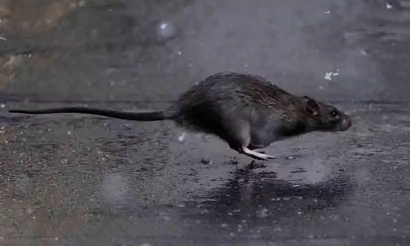 യു.പിയിൽ എലിയെ കൊന്ന യുവാവിനെ അറസ്റ്റ് ചെയ്തു; സഹോദരനെ വീട്ടിൽ കയറി മർദിച്ചു