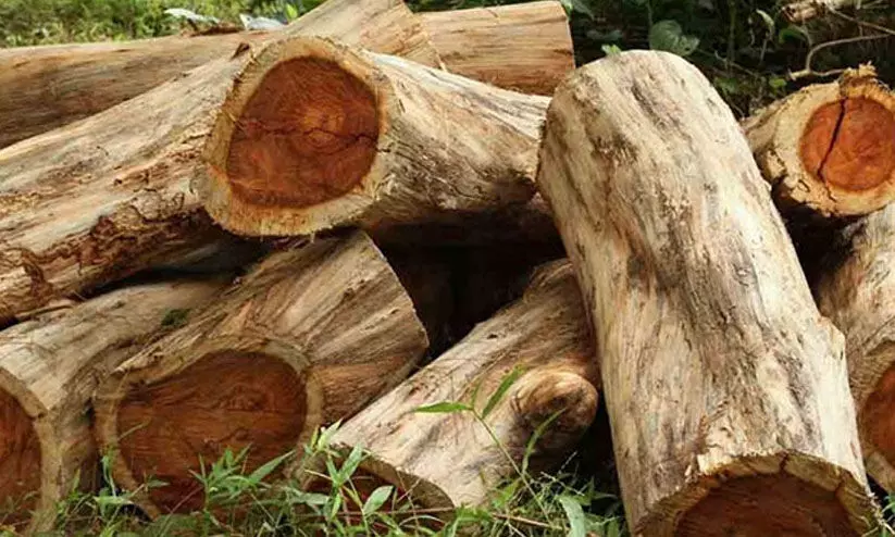 മുട്ടിൽ മരം മുറി: കേസ് അട്ടിമറിക്കാൻ റവന്യൂ-വനം വകുപ്പുകൾ ഒത്താശ ചെയ്യുന്നുവെന്ന് ആക്ഷേപം