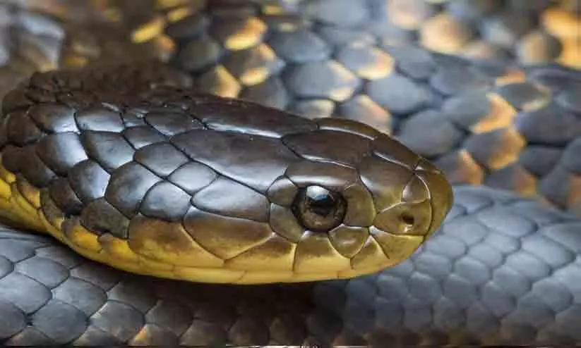 Monsoon season: warning to beware of poisonous snakes
