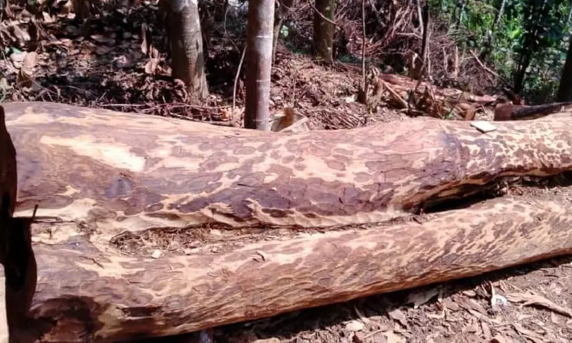 മുട്ടില്‍ മരം മുറി: റവന്യു വകുപ്പിന്റെ ഭാഗത്ത് വീഴ്ചയില്ല -വയനാട് കലക്ടർ