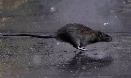 യു.പിയിൽ എലിയെ കൊന്ന യുവാവിനെ അറസ്റ്റ് ചെയ്തു; സഹോദരനെ വീട്ടിൽ കയറി മർദിച്ചു