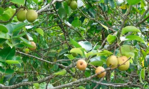 കാന്തല്ലൂരിൽ ഇത് സബര്‍ജില്ലി കാലം...