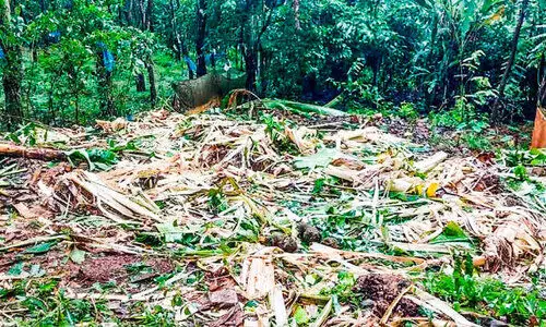 പുലിക്കുന്ന് വിടാതെ വന്യമൃഗങ്ങള്‍; കാട്ടാനക്കൂട്ടം നശിപ്പിച്ചത് ഏക്കറുകണക്കിന് കൃഷിഭൂമി