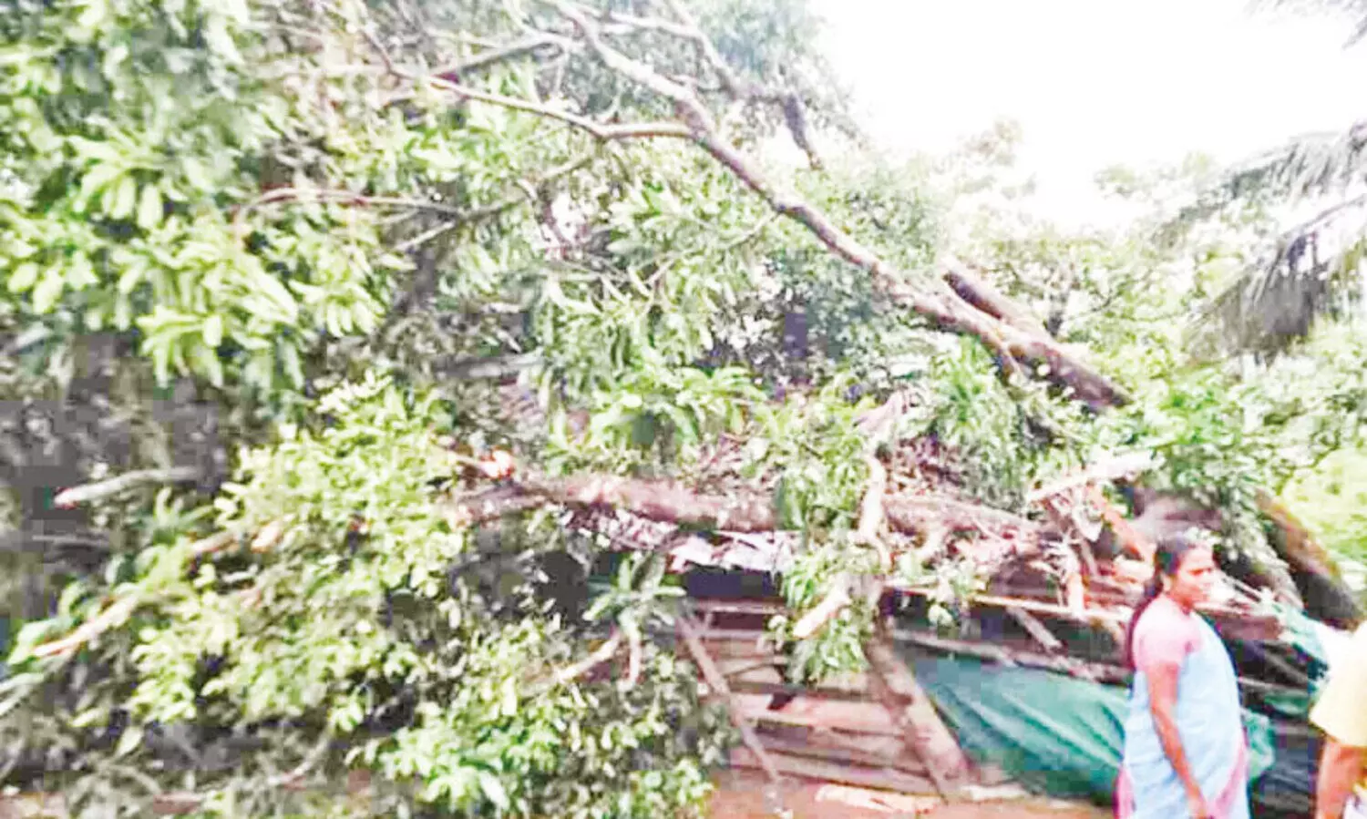 ചെർപ്പുളശ്ശേരിയിലും ഷൊർണൂരിലും ചുഴലി; കുലുക്കല്ലൂരിലും കോട്ടായിലും വ്യാപകനാശം