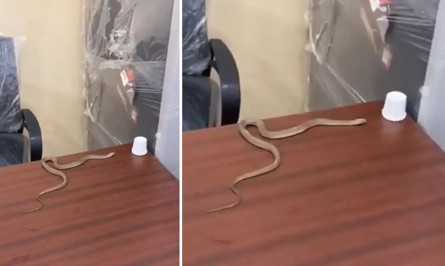 പാമ്പിനെ മുനിസിപ്പൽ ഓഫീസിനുള്ളിൽ തുറന്നുവിട്ട് യുവാവിന്‍റെ പ്രതിഷേധം VIDEO