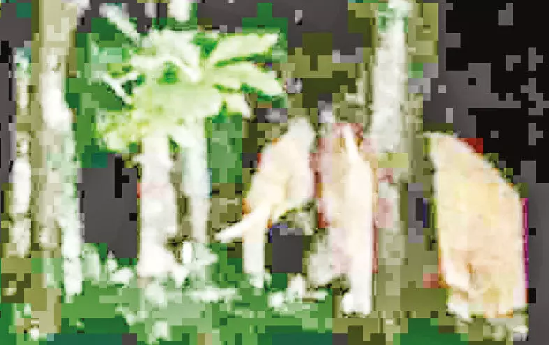 കാട്ടാന ശല്യത്തിനെതിരായ സർവകക്ഷി യോഗ സ്ഥലത്തേക്ക് ഒറ്റയാന്റെ മാസ് എൻട്രി കാട്ടാന ശല്യത്തിനെതിരായ സർവകക്ഷി യോഗ സ്ഥലത്തേക്ക് ഒറ്റയാന്റെ മാസ് എൻട്രി