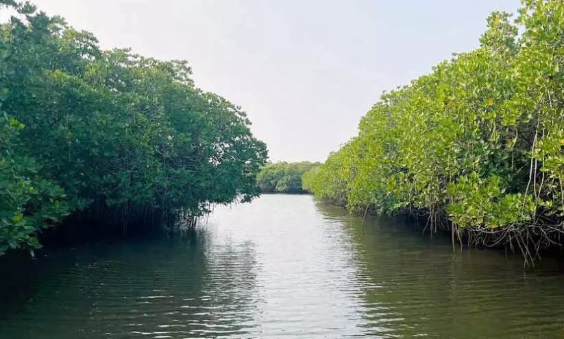 mangrove day