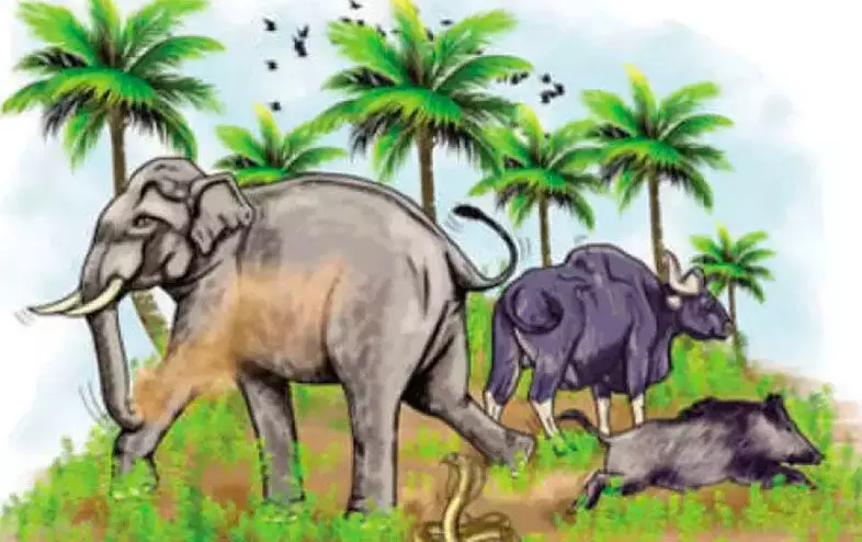 വന്യജീവി ആക്രമണം: മലയോര ജനത ഭീതിയിൽ വന്യജീവി ആക്രമണം: മലയോര ജനത ഭീതിയിൽ