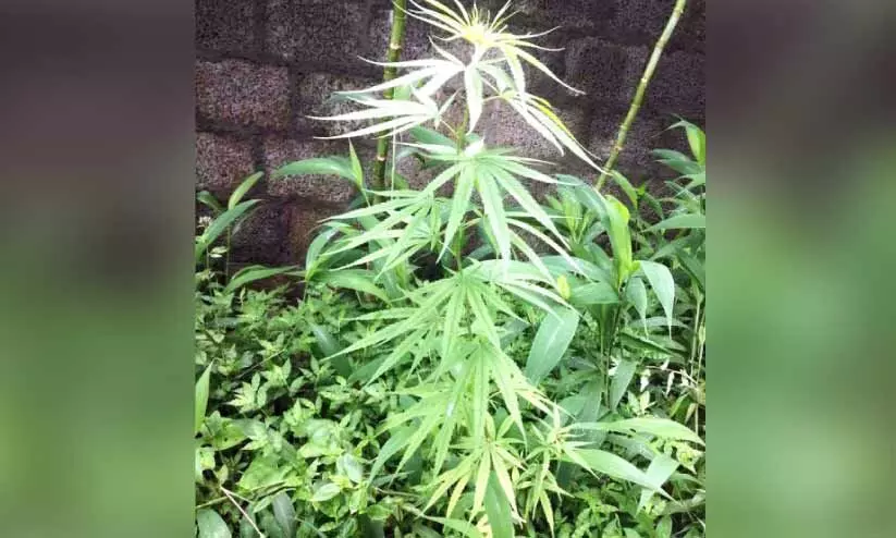 cannabis plant cannabis plant