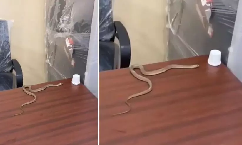 പാമ്പിനെ മുനിസിപ്പൽ ഓഫീസിനുള്ളിൽ തുറന്നുവിട്ട് യുവാവിന്റെ പ്രതിഷേധം VIDEO പാമ്പിനെ മുനിസിപ്പൽ ഓഫീസിനുള്ളിൽ തുറന്നുവിട്ട് യുവാവിന്റെ പ്രതിഷേധം VIDEO