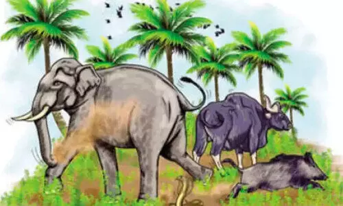 വന്യജീവി ആക്രമണം: മലയോര ജനത ഭീതിയിൽ