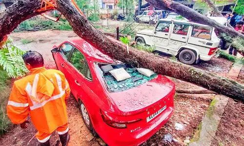 കലക്​ടറേറ്റ്​ വളപ്പിൽ മരം വീണ്​ മൂന്ന്​ വാഹനം തകർന്നു