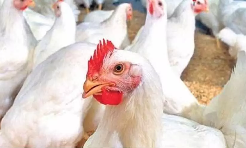 poultry waste management