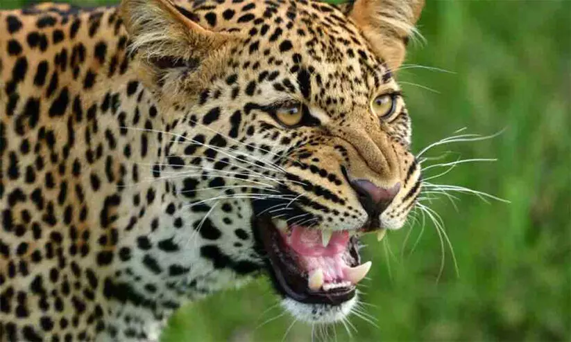 leopard