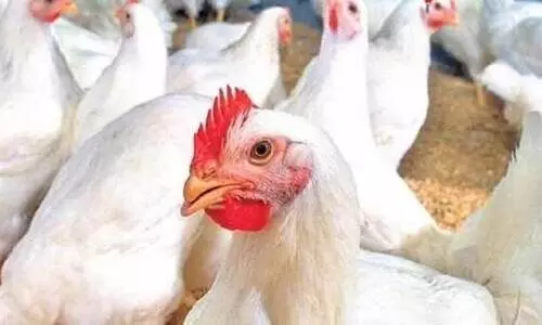 poultry waste management