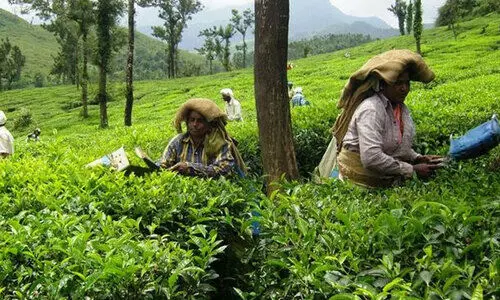 കൊളുന്തിന് വിലയില്ല; തേയില കർഷകർക്ക് തേങ്ങലിന്റെ നാളുകൾ കൊളുന്തിന് വിലയില്ല; തേയില കർഷകർക്ക് തേങ്ങലിന്റെ നാളുകൾ