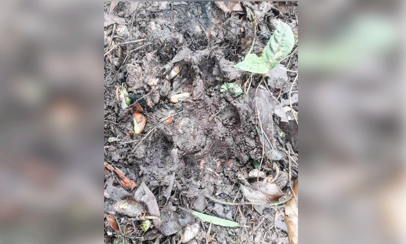 അടക്കാകുണ്ട് കുട്ടിക്കുന്നിൽ പുലി രണ്ട് ആടുകളെ കൊന്നു അടക്കാകുണ്ട് കുട്ടിക്കുന്നിൽ പുലി രണ്ട് ആടുകളെ കൊന്നു