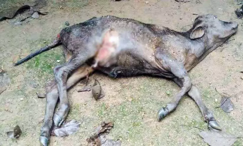 stray dog menace stray dog menace