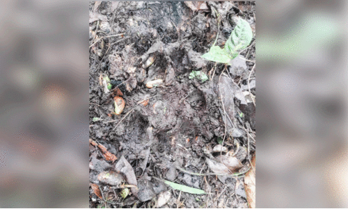 അടക്കാകുണ്ട് കുട്ടിക്കുന്നിൽ പുലി രണ്ട് ആടുകളെ കൊന്നു