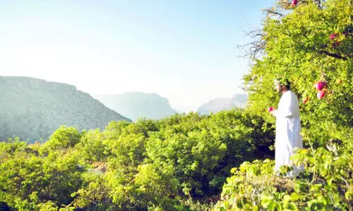 ജബൽ അഖ്ദറിൽ ഇനി മാതള നാരങ്ങ വിളവെടുപ്പ് കാലം ജബൽ അഖ്ദറിൽ ഇനി മാതള നാരങ്ങ വിളവെടുപ്പ് കാലം