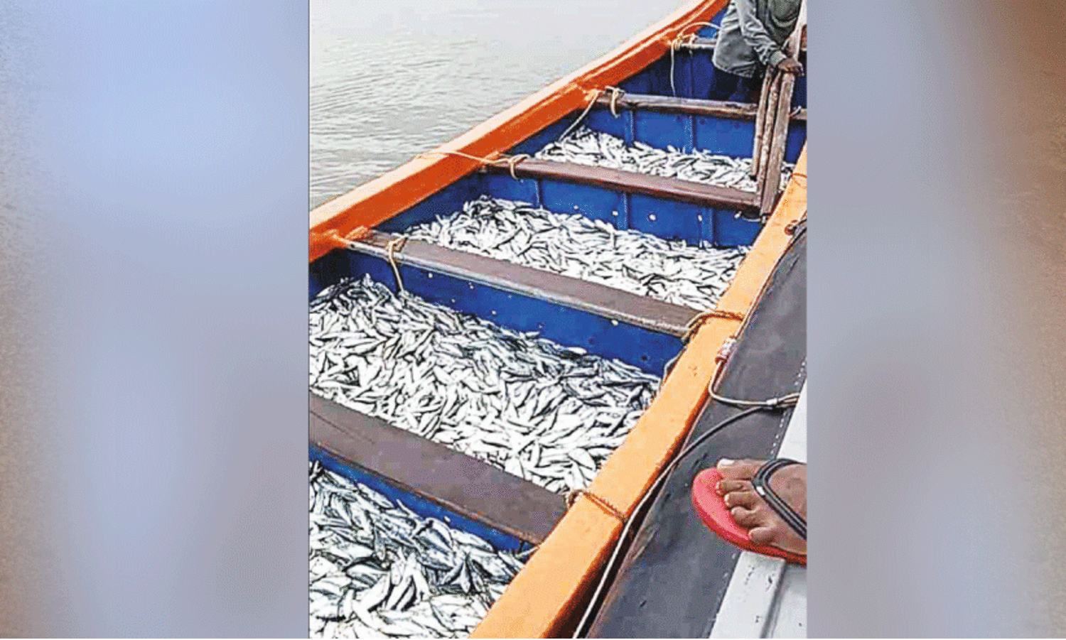 അ​ന​ധി​കൃ​ത മ​ത്സ്യ​ബ​ന്ധ​നം; ചെ​റു​മ​ത്സ്യ​ങ്ങ​ളും വ​ള്ള​വും പി​ടി​ച്ചെ​ടു​ത്തു