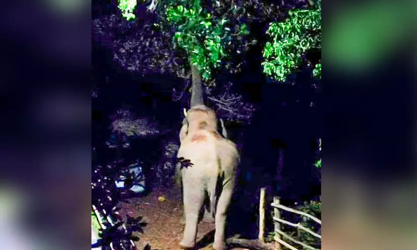 കാന്തല്ലൂരിൽ കൃഷി നശിപ്പിച്ച് കാട്ടാനകൾ കാന്തല്ലൂരിൽ കൃഷി നശിപ്പിച്ച് കാട്ടാനകൾ