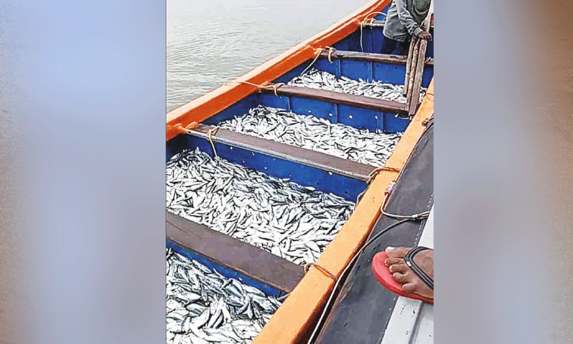 അനധികൃത മത്സ്യബന്ധനം; ചെറുമത്സ്യങ്ങളും വള്ളവും പിടിച്ചെടുത്തു അനധികൃത മത്സ്യബന്ധനം; ചെറുമത്സ്യങ്ങളും വള്ളവും പിടിച്ചെടുത്തു