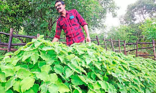പശ്ചിമഘട്ടത്തിൽ വംശനാശം നേരിട്ട അപൂർവ കുറിഞ്ഞി വീണ്ടെടുത്ത് പ്രകൃതിസ്നേഹി