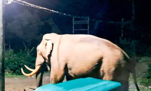 പടയപ്പ ലയത്തിൽ കയറി; ഉറക്കമില്ലാതെ തോട്ടം തൊഴിലാളികൾ പടയപ്പ ലയത്തിൽ കയറി; ഉറക്കമില്ലാതെ തോട്ടം തൊഴിലാളികൾ