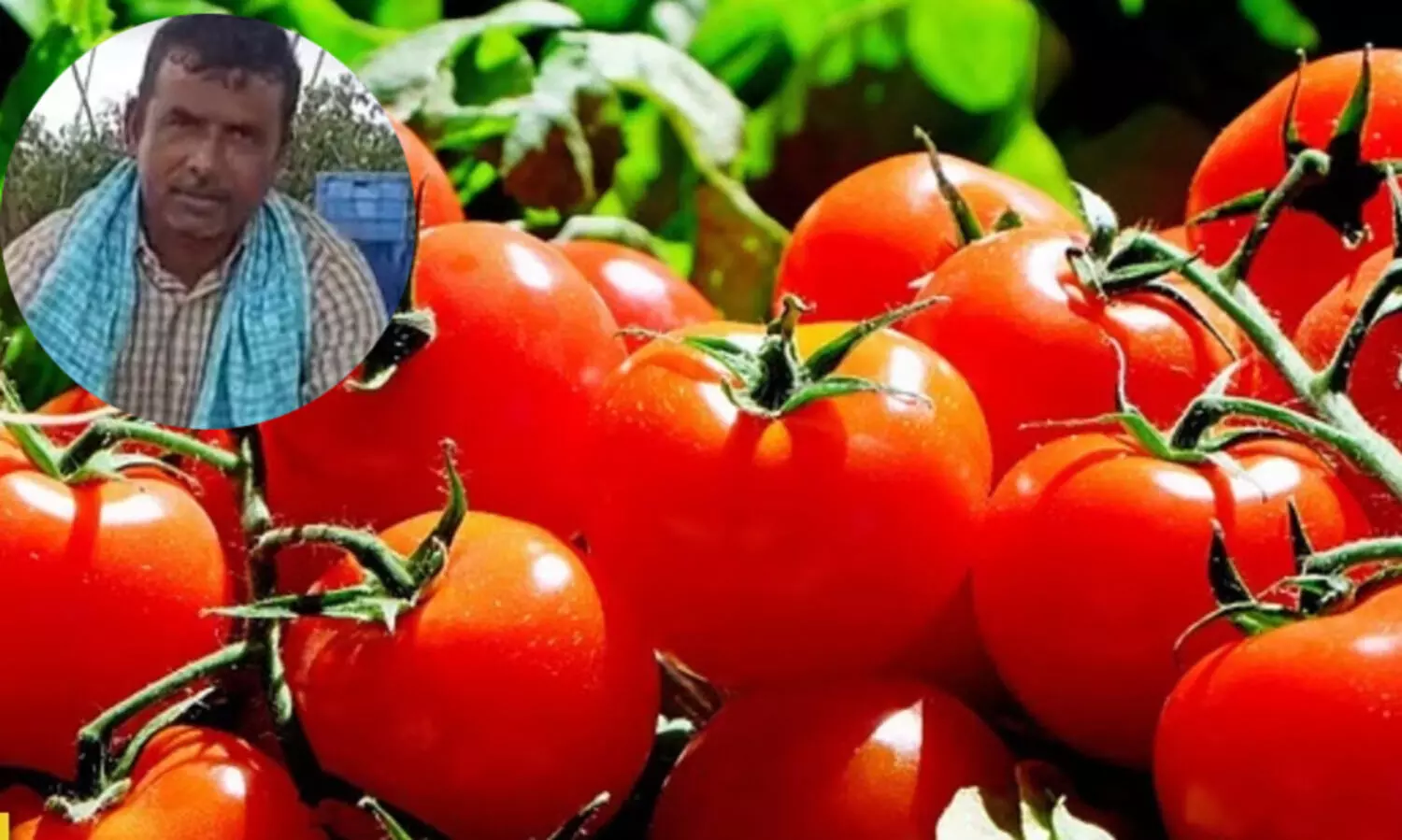 വിറ്റത് 40,000 പെട്ടി തക്കാളി; 45 ദിവസം  കൊണ്ട് കർഷകൻ നേടിയത് നാല് കോടി രൂപ