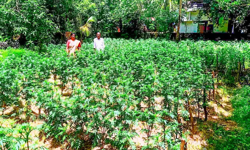 ഓണത്തിൽ കണ്ണുനട്ട് ചെണ്ടുമല്ലി കർഷകർ