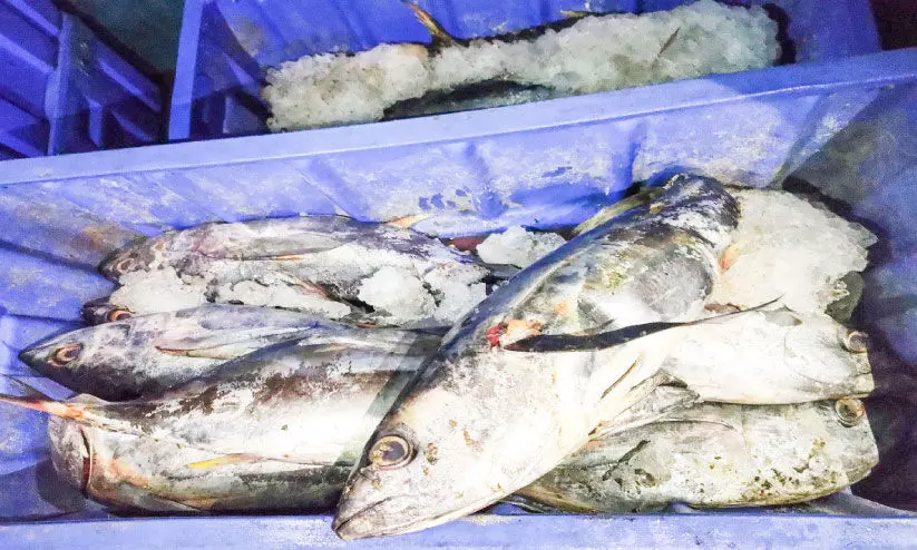 പഴകിയ മത്സ്യം പിടികൂടി