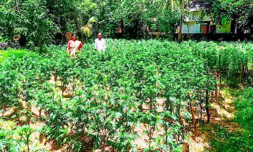 ഓണത്തിൽ കണ്ണുനട്ട് ചെണ്ടുമല്ലി കർഷകർ