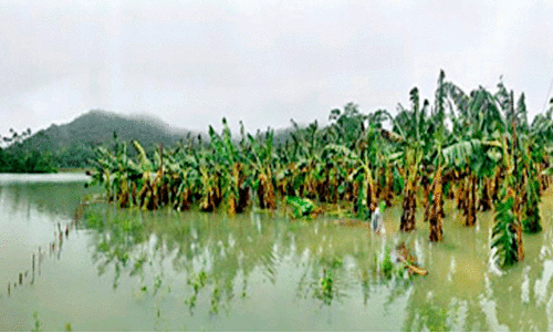 agriculture agriculture