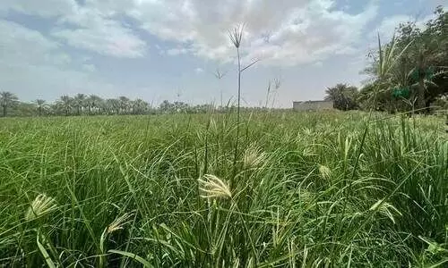 green grass farming green grass farming